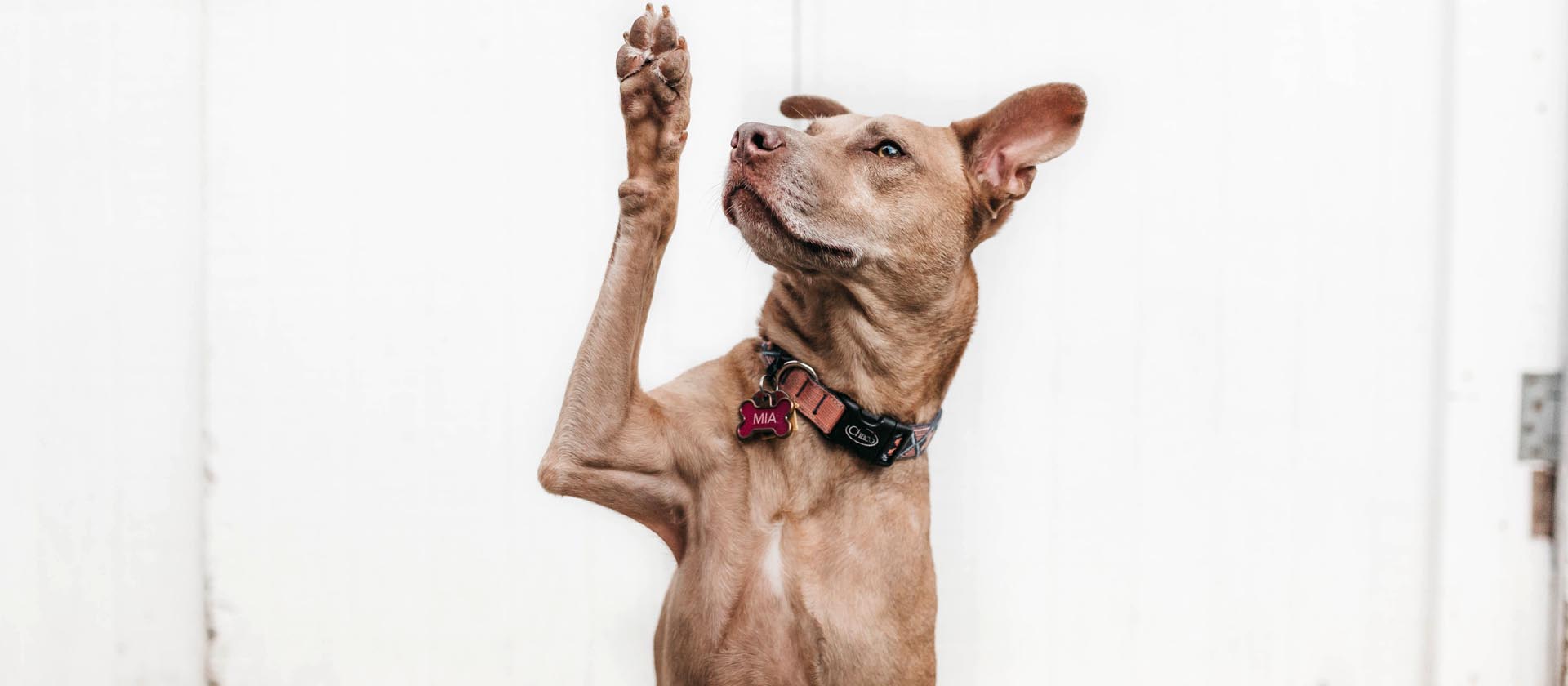 dog-with-personalised-pet-collar